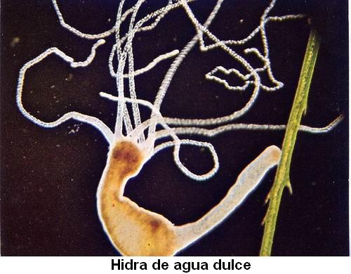 Hidra de agua dulce.jpg